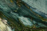 Polished Gary Green Jasper (Larsonite) Bog Wood Section - Oregon #371000-1